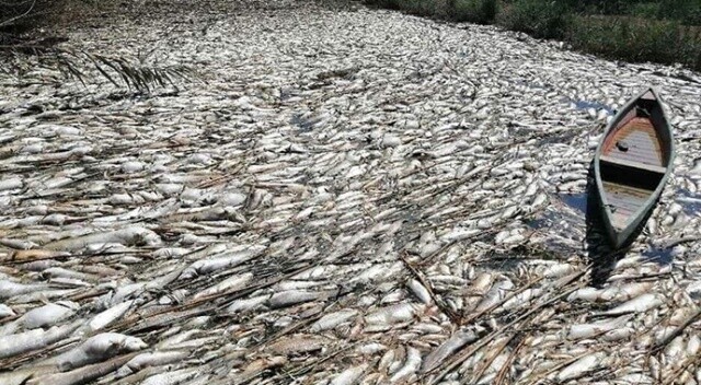 Irak&#039;ta onlarca ton balık telef oldu