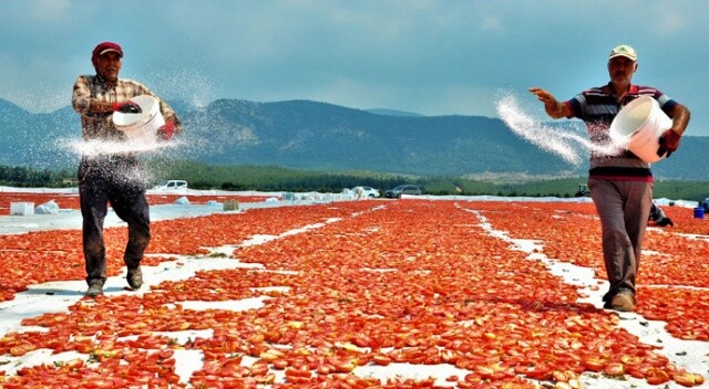 Korona sebebiyle ekim yapamayan ülkelere kurutulmuş domatesler Manisa&#039;dan