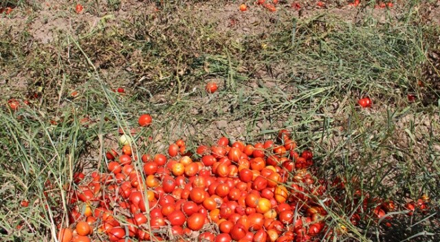 Manisa&#039;da domatesler tarlada kaldı