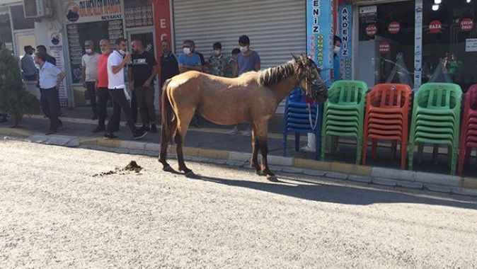 Nusaybin’de ürken at çarşı merkezini birbirine kattı