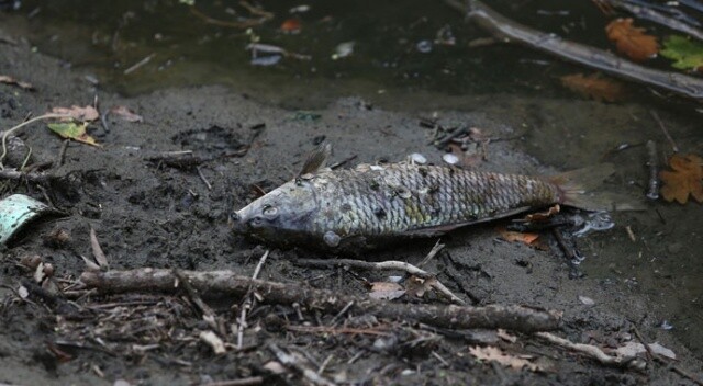 Bursa’da çevre felaketi: Balık ölümleri şok etti