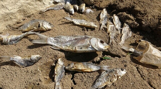 Ölü balıklar gölet kıyısına vurdu0