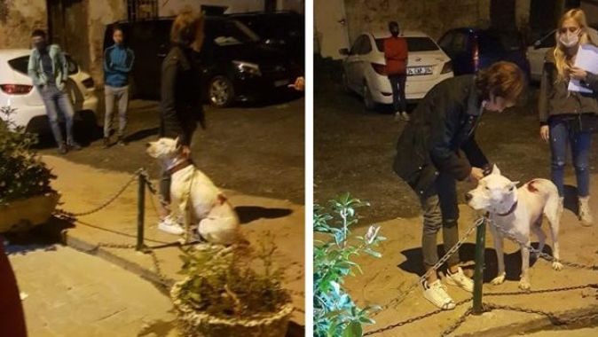 Amerikalı kadının köpeği kediyi öldürdü, mahalleli ayağa kalktı