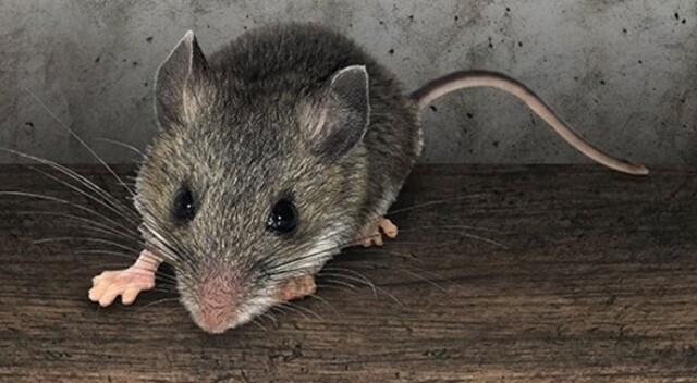 İsrail&#039;de 50 kişi fareden bulaşan hastalığa yakalandı