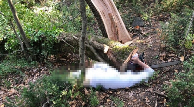 Kestiği ağacın altında kalan şahıs öldü