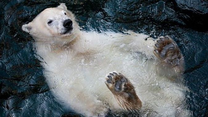 Kutup ayısının yüzme keyfi