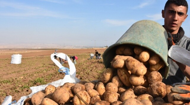 Patatesten bu yıl 350 milyon TL gelir bekleniyor