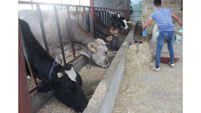 Sağlık Müdürlüğünden korona mağduru ineklere özel ekip