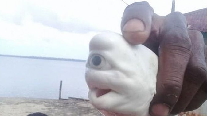 Tek gözlü albino köpek balığı görenleri şaşkına çevirdi