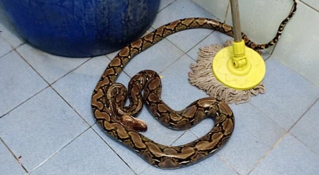 Tuvalette yılan ısırdı