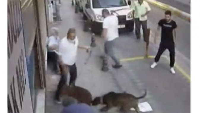 Yer: İstanbul! Kavgaya köpekler de karıştı