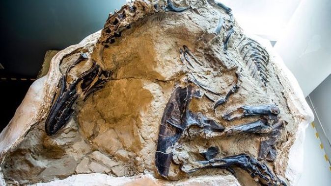 ABD’de boğuşurken ölen dinozor fosilleri bulundu