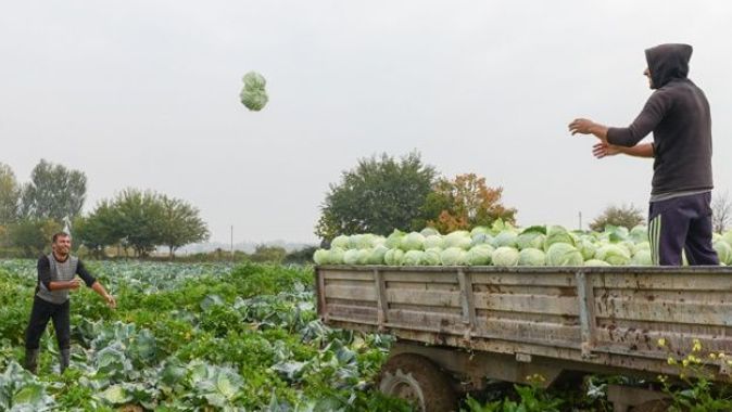 Azerbaycan’da savaşın gölgesinde çiftçiler için hasat vakti