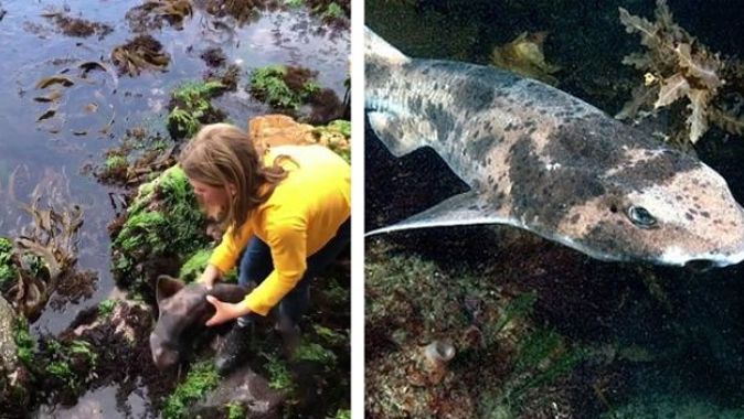 Çocuk, kayalıklarda sıkışan yavru köpek balığını elleriyle kurtardı