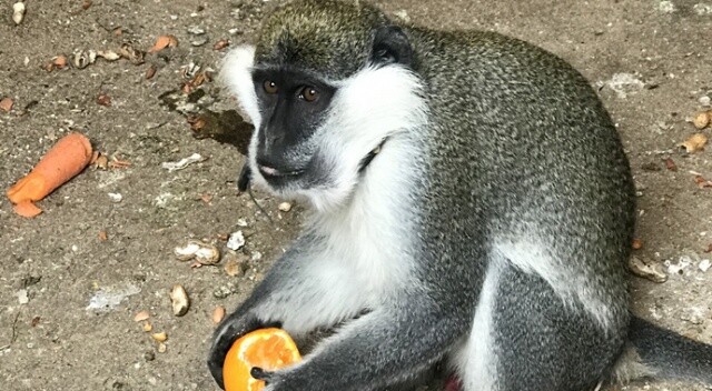 Düzce&#039;de sahibinin terk ettiği tropikal maymun yakalanarak koruma altına alındı