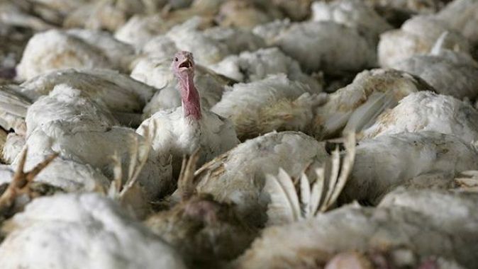 İngiltere’de kuş gribi salgını: 10 binden fazla hindi itlaf edilecek