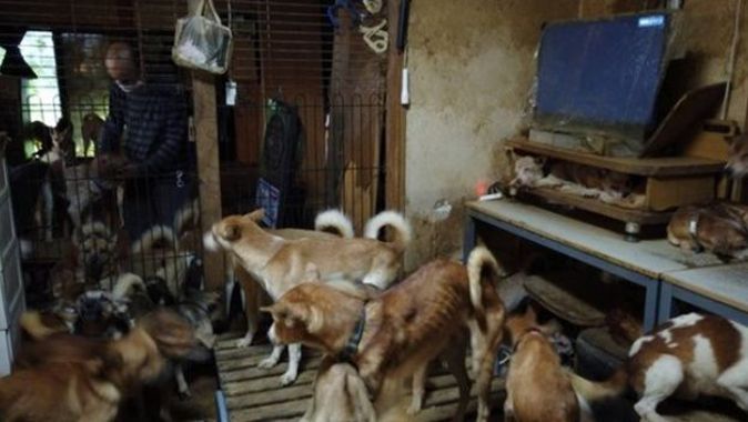 Japonya&#039;da bir ailenin 30 metrekarelik evde 164 köpek ile yaşadığı tespit edildi