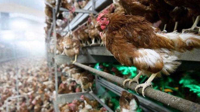 Japonya&#039;da kuş gribi paniği: Binlerce tavuk itlaf edilecek