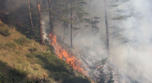 Kastamonu&#039;da çıkan yangınlarda yaklaşık 45 hektar ormanlık alan zarar gördü