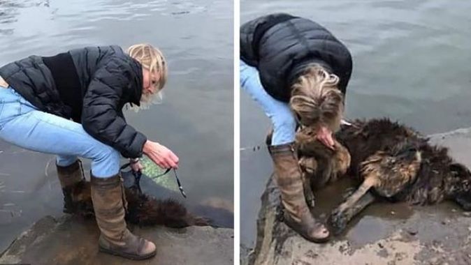 Suya atlayıp köpeği kurtardı, köpeğin ayağına kaya bağlanıp nehre atıldığı ortaya çıktı