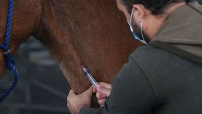 Arjantin, Covid-19 tedavisinde atların ürettiği antikorları kullanacak