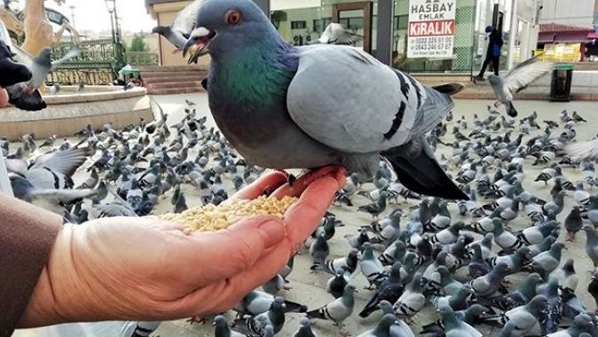 Babasının hatırası için iki günde bir yüzlerce kuşa yem veriyor