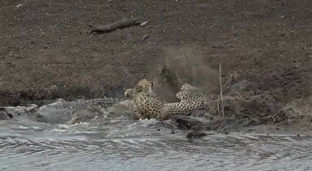 Çita su içerken timsaha av oldu