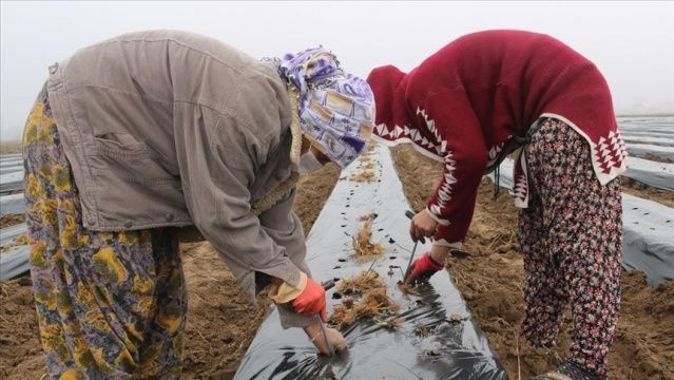 Diyarbakır&#039;da kadınlara istihdam için çilek bahçesi oluşturuldu