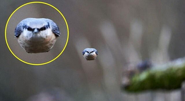 İşte gerçek kızgın kuş! Böyle görüntülendi