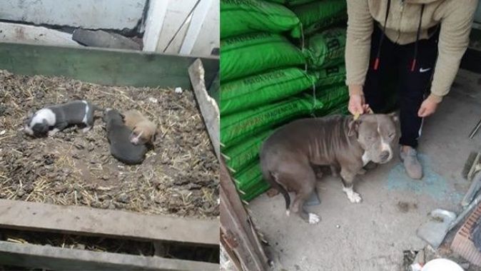 Yasaklı ırk köpekleri satarken yakalandı, 38 bin 252 lira ceza yedi