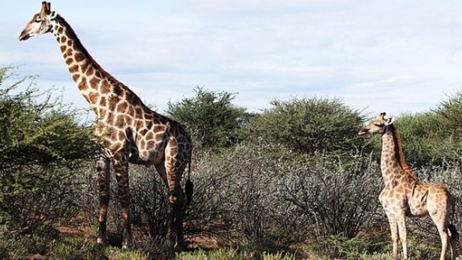 Afrika’da “cüce” zürafalar... Normalin yarısı boyda iki zürafa görüldü