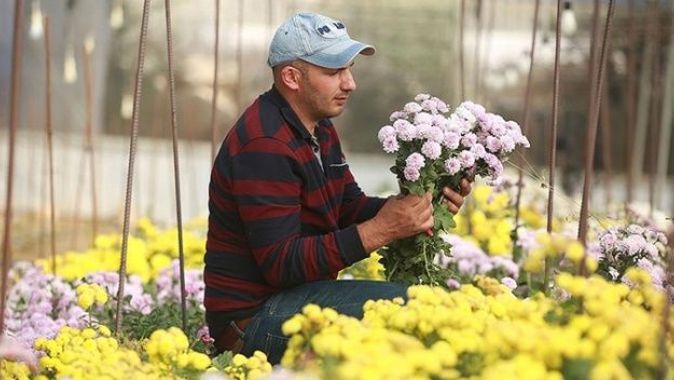Filistinli Mümin nadir çiçek türleri üreterek İsrail&#039;in tekeliyle mücadele ediyor