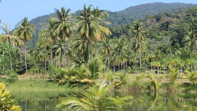 Japonya ile Brezilya, Amazonlardaki biyoçeşitliliği koruyacak mutabakat muhtırası imzaladı