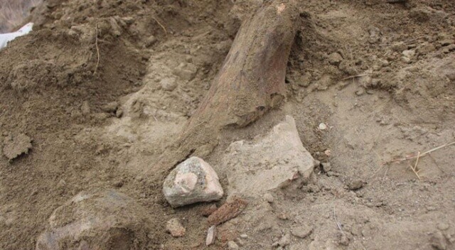 Köylüler su ararken buldu, mamut fosili olabilir