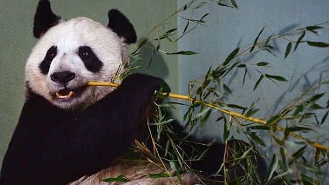 Krizdeki hayvanat bahçesi pandaları Çin’e iade edecek