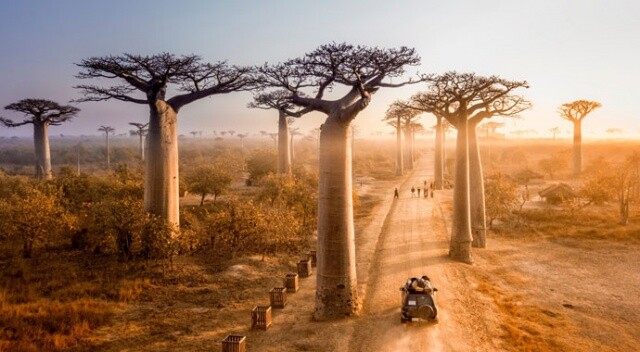 Madagaskar, kuraklıkla mücadele için 75 milyon ağaç dikecek