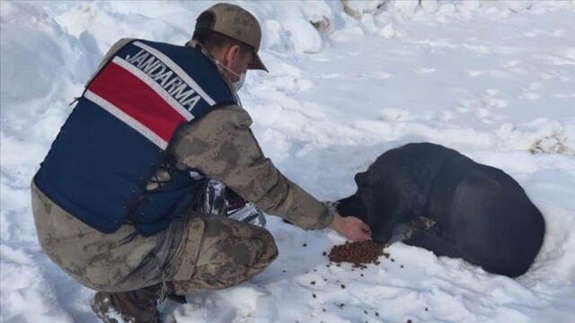Malatya&#039;da jandarma ekipleri kısıtlamada sokak hayvanlarına 400 kilogram mama bıraktı
