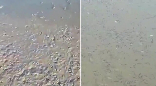 Ömerli Barajı&#039;nda korkutan görüntü: Yavru balıklar ölüm tehlikesiyle karşı karşıya