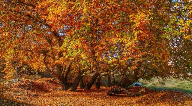 Tarihi çınar ağaçları her mevsim ayrı görsel şölen sunuyor