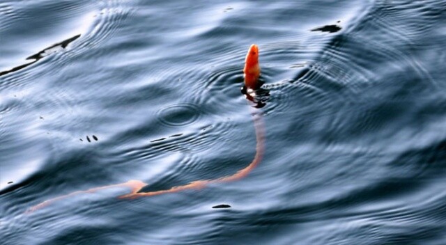 &#039;Yılan kurdu balığı&#039; Çanakkale Boğazı&#039;nda görüntülendi
