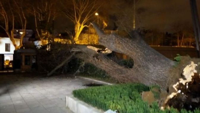 Asırlık çınar ağacı rüzgar nedeniyle devrildi