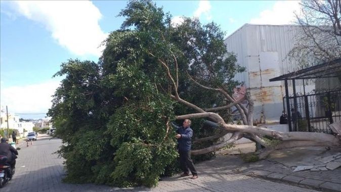 Bodrum&#039;da kuvvetli fırtına nedeniyle bazı ağaçlar devrildi