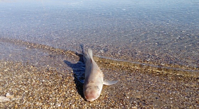 Bodrum sahiline ölü köpek balığı vurdu