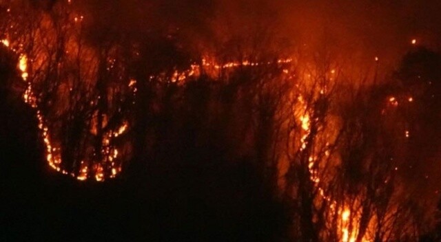 Japonya&#039;daki yangın 106 hektarlık ormanlık alana zarar verdi