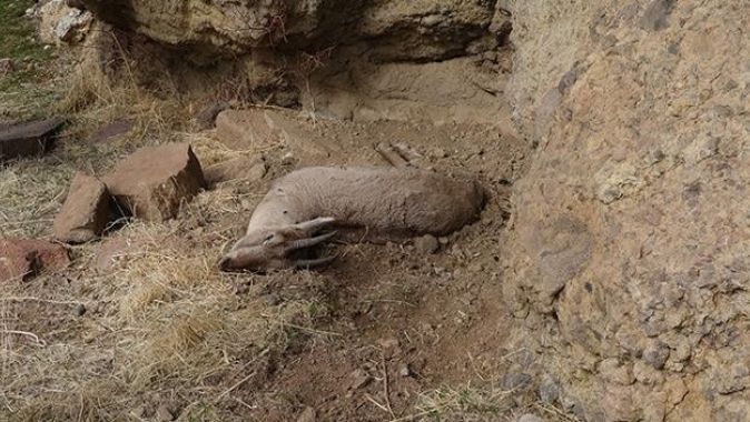 Tunceli’deki yaban keçisi ölümlerinin nedeni veba çıktı