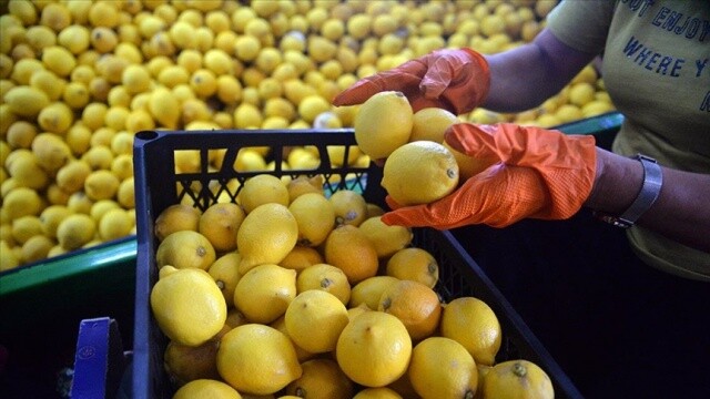 Türkiye&#039;den ocak ayında 31,4 milyon dolarlık limon ihraç edildi