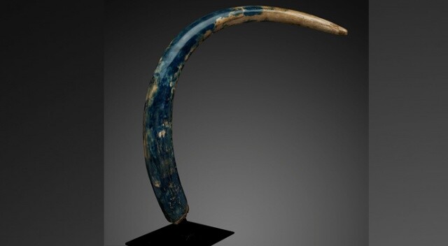 ABD’de fosil müzayedesi… Mavi mamut dişi açık artırmayla satılacak