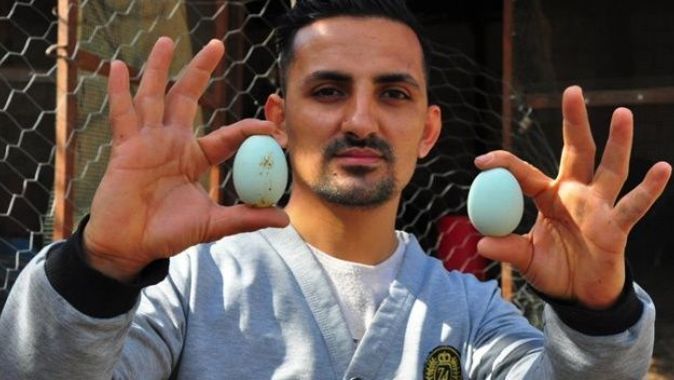 Amerika&#039;dan getirttiği mavi yumurtalar hayatını değiştirdi
