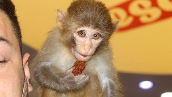 Bu maymun acı çiğköfte seviyor