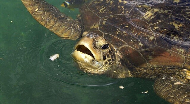 Deniz kaplumbağası yiyip öldüler!